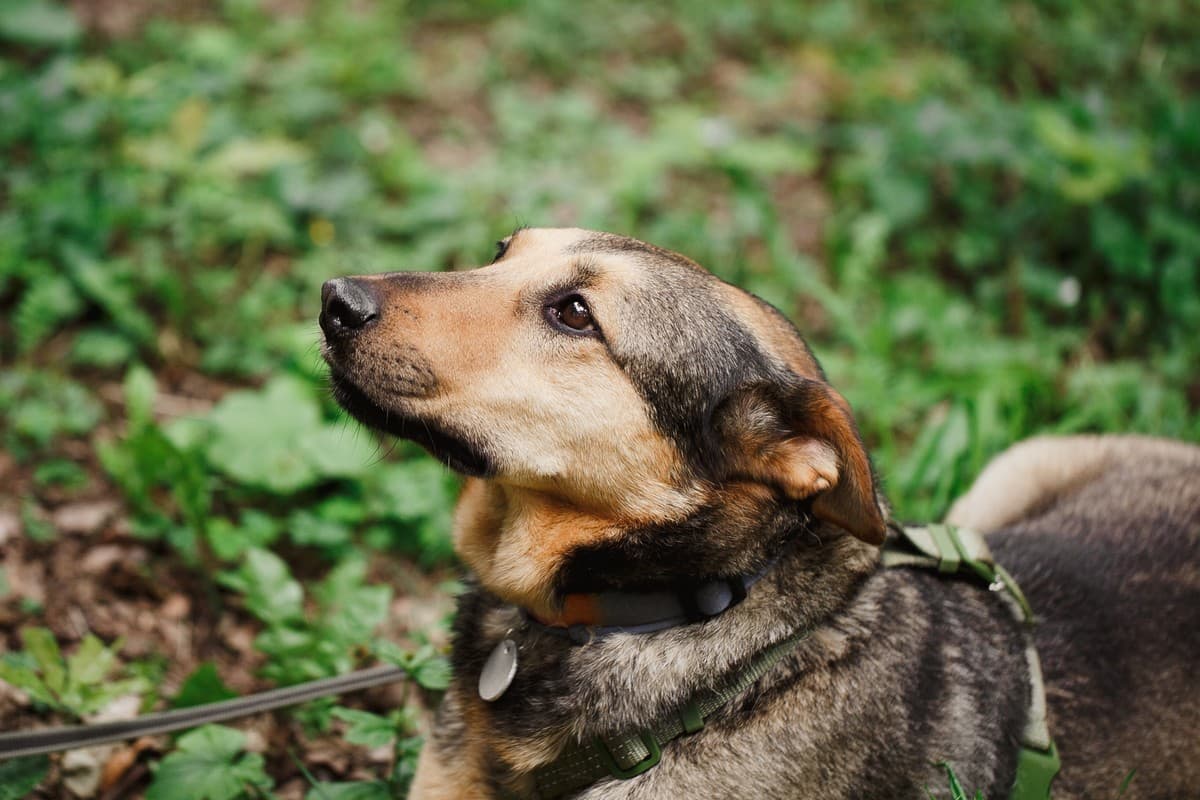 Атос медиа 5