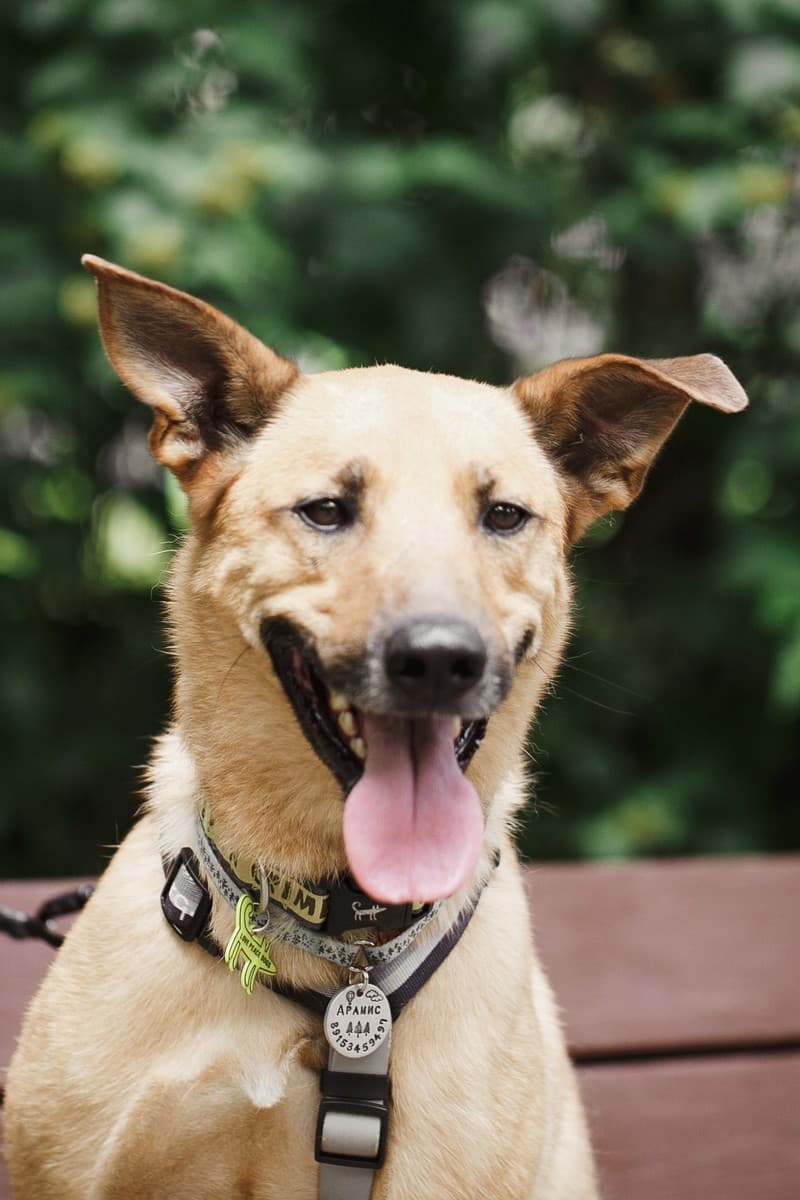 Арамис медиа 2