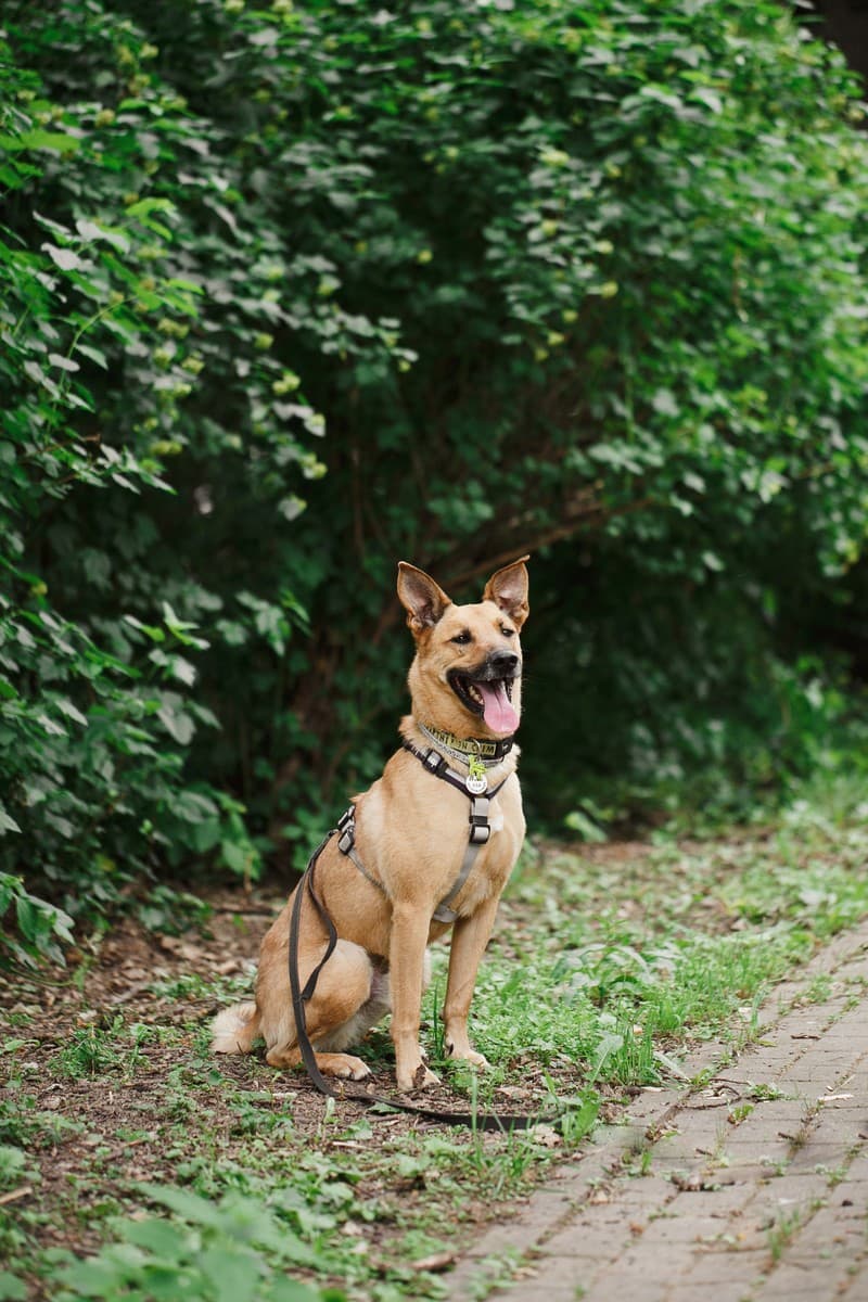 Арамис медиа 4