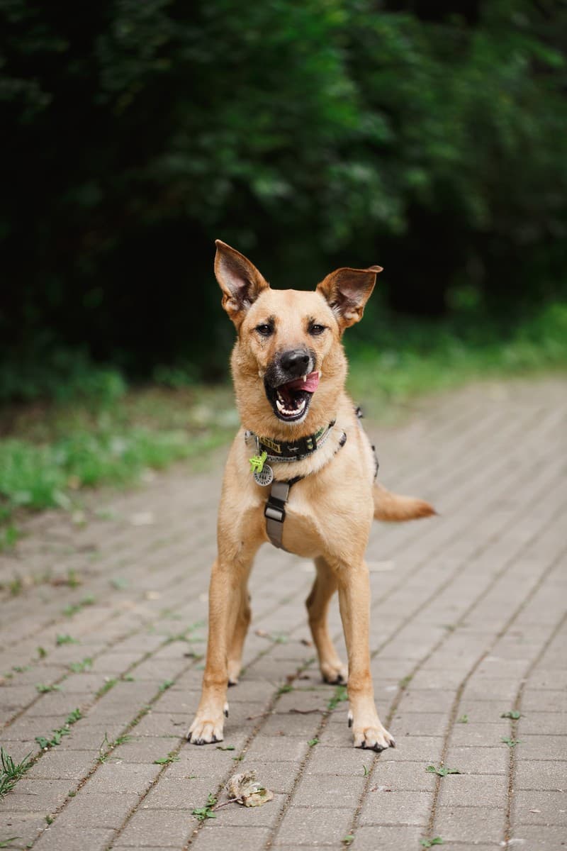 Арамис медиа 8