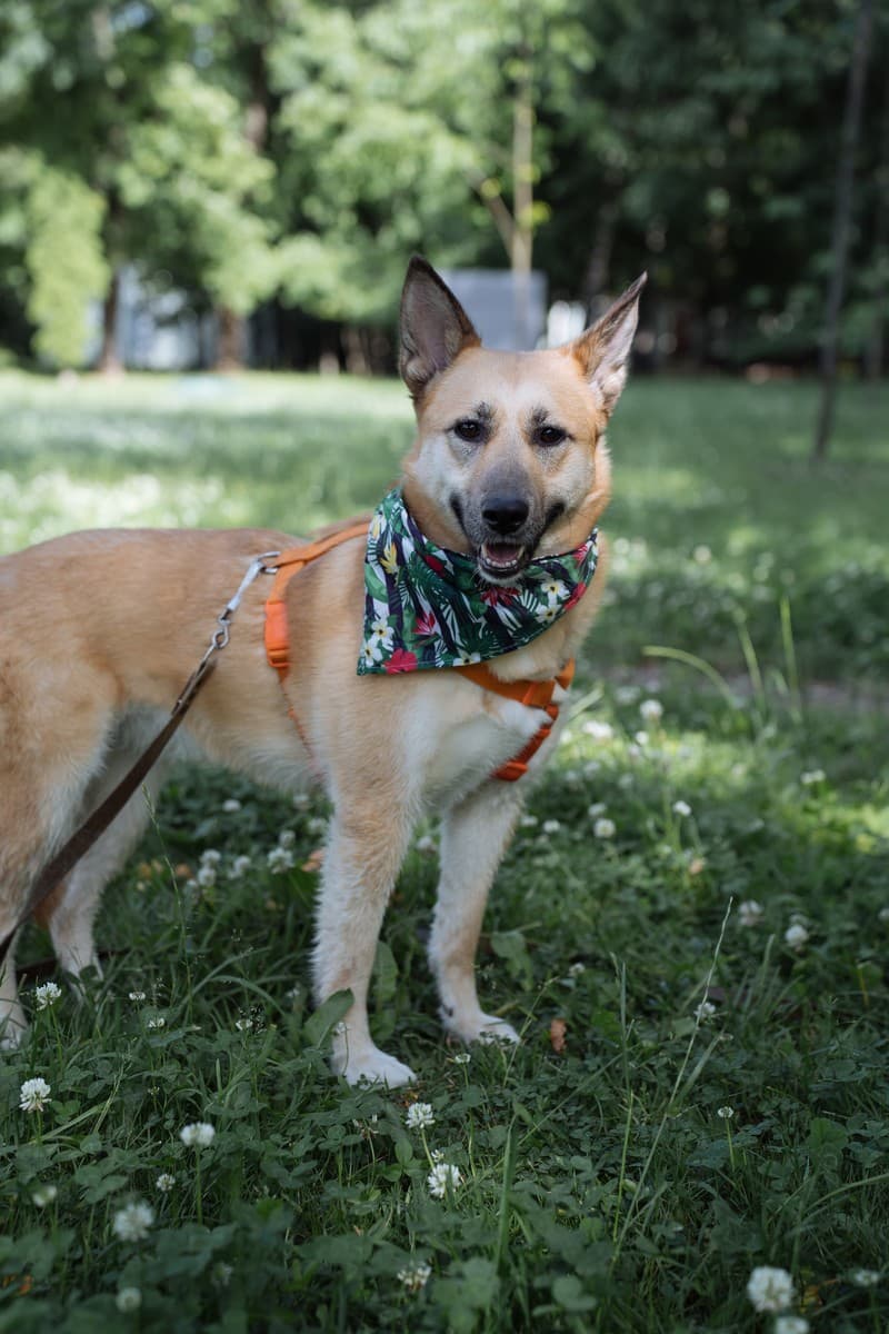 Лиззи медиа 4