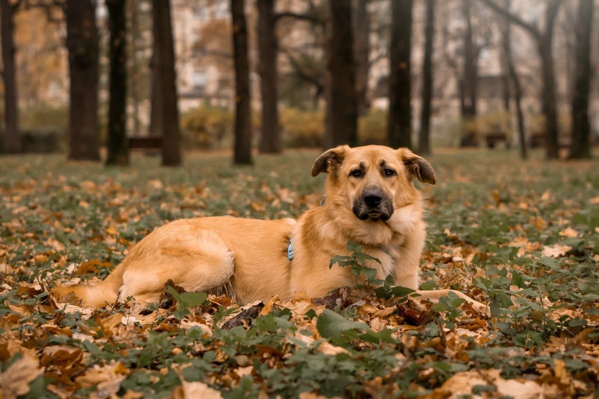 Коржик медиа 7