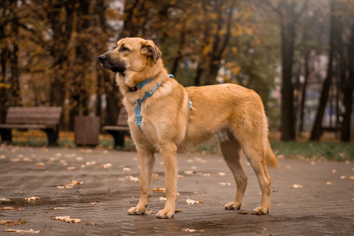 Коржик медиа 6