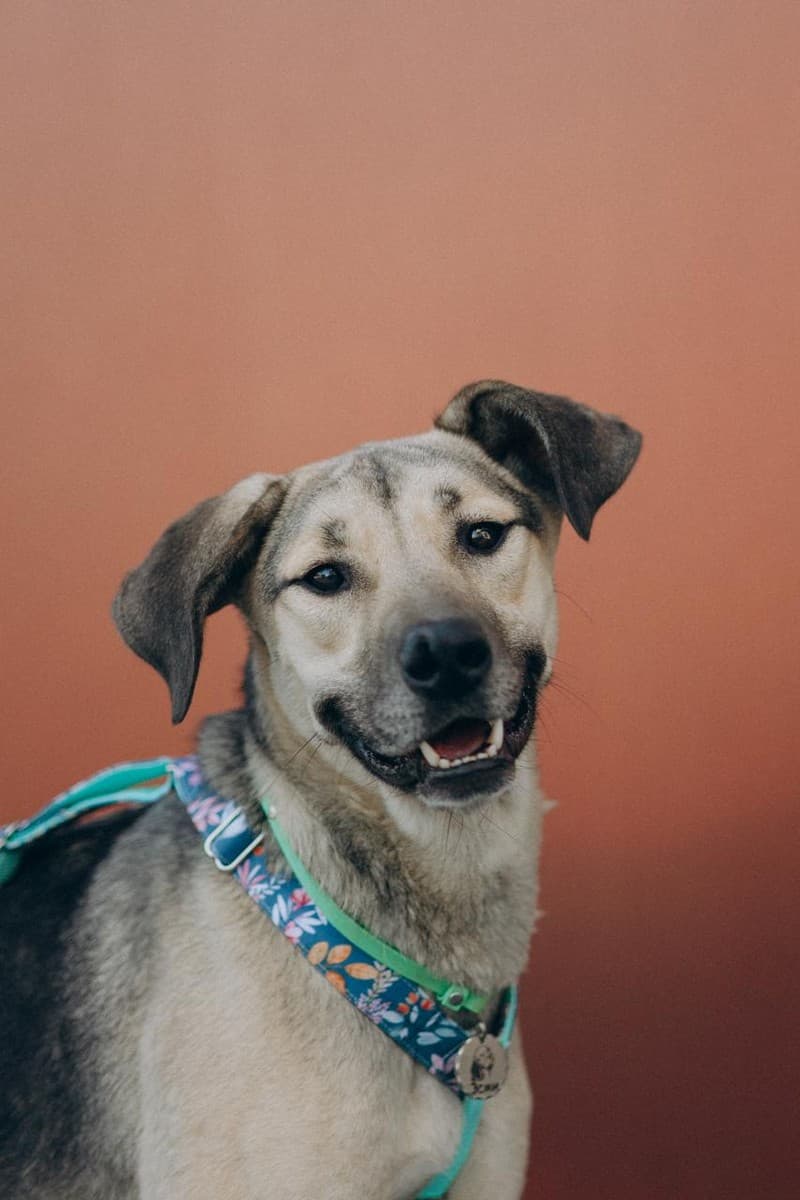 Эсми медиа 6