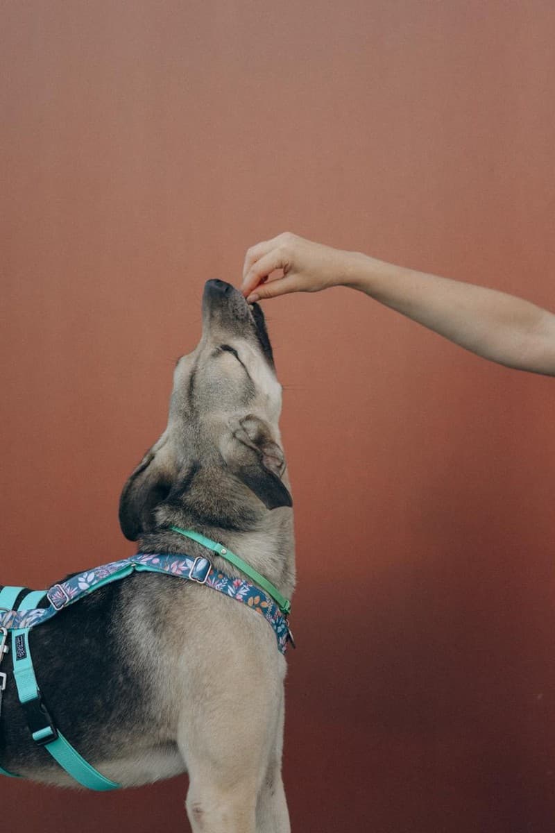 Эсми медиа 9