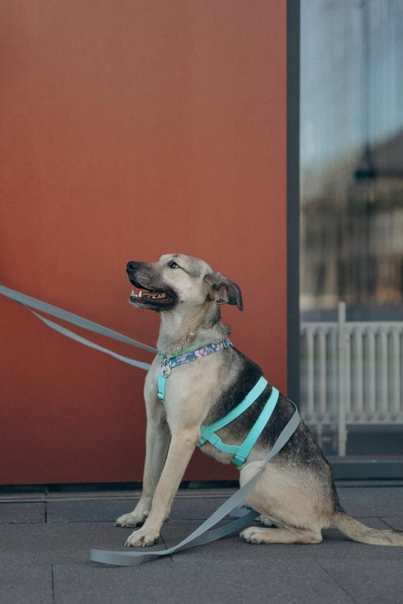 Эсми медиа 5