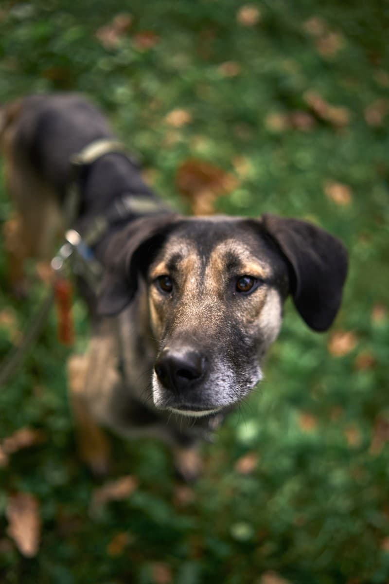 Хамфри медиа 7