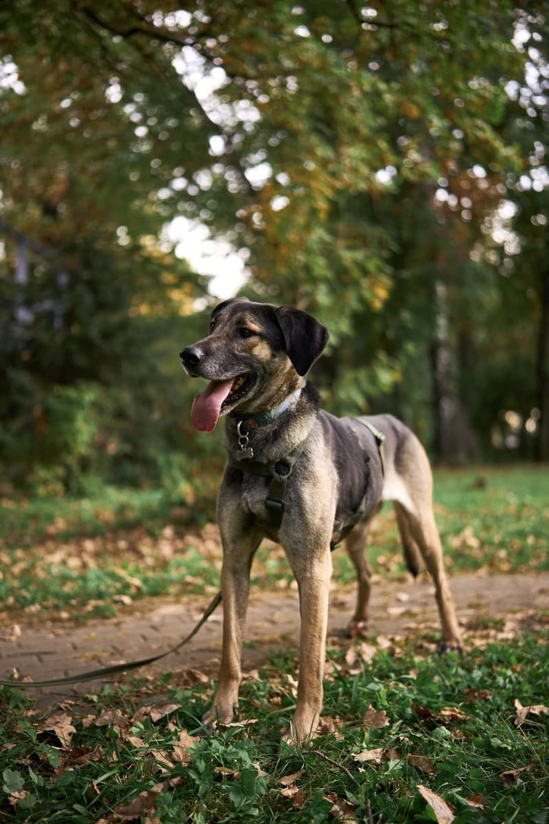 Хамфри медиа 6