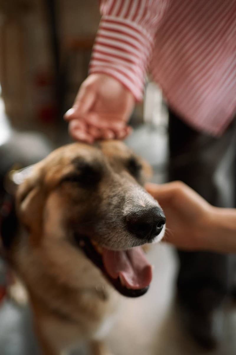 Дина медиа 10