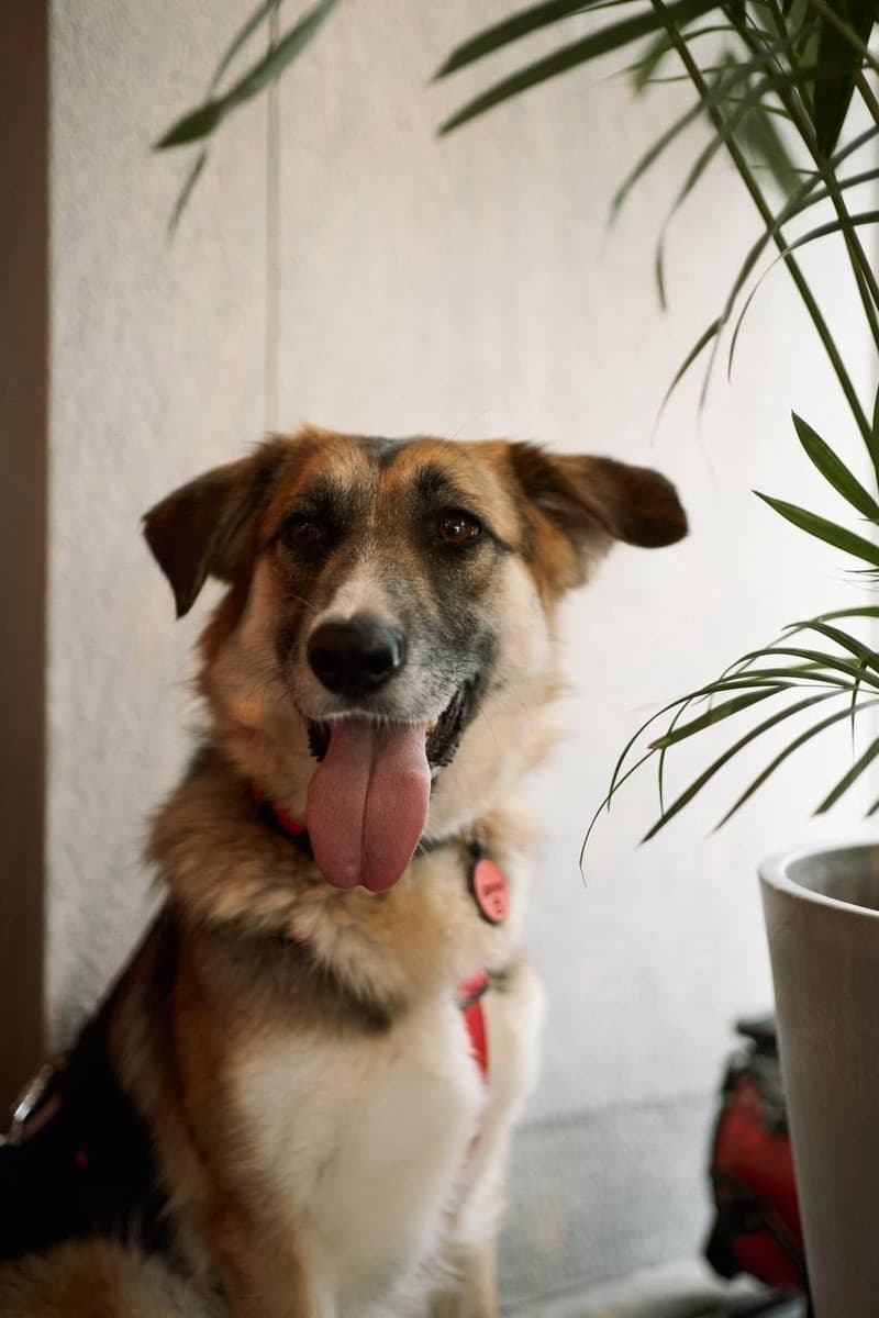 Дина медиа 9