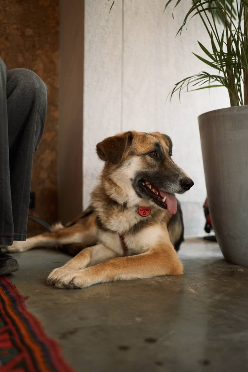 Дина медиа 5