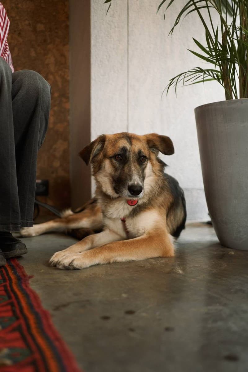 Дина медиа 8