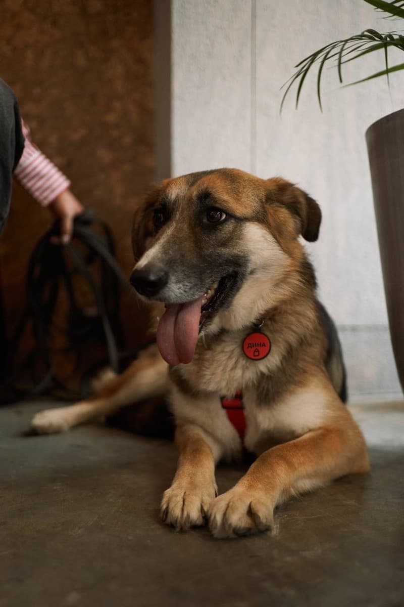 Дина медиа 6