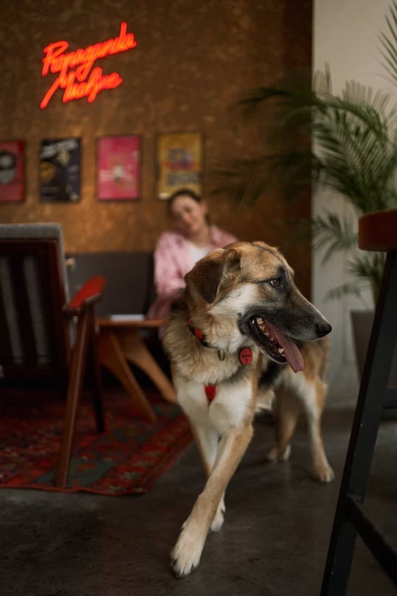 Дина медиа 3