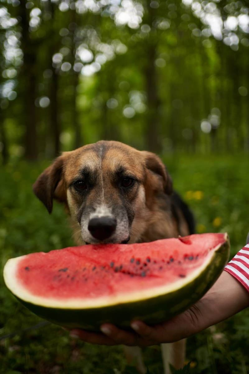 Дина медиа 2