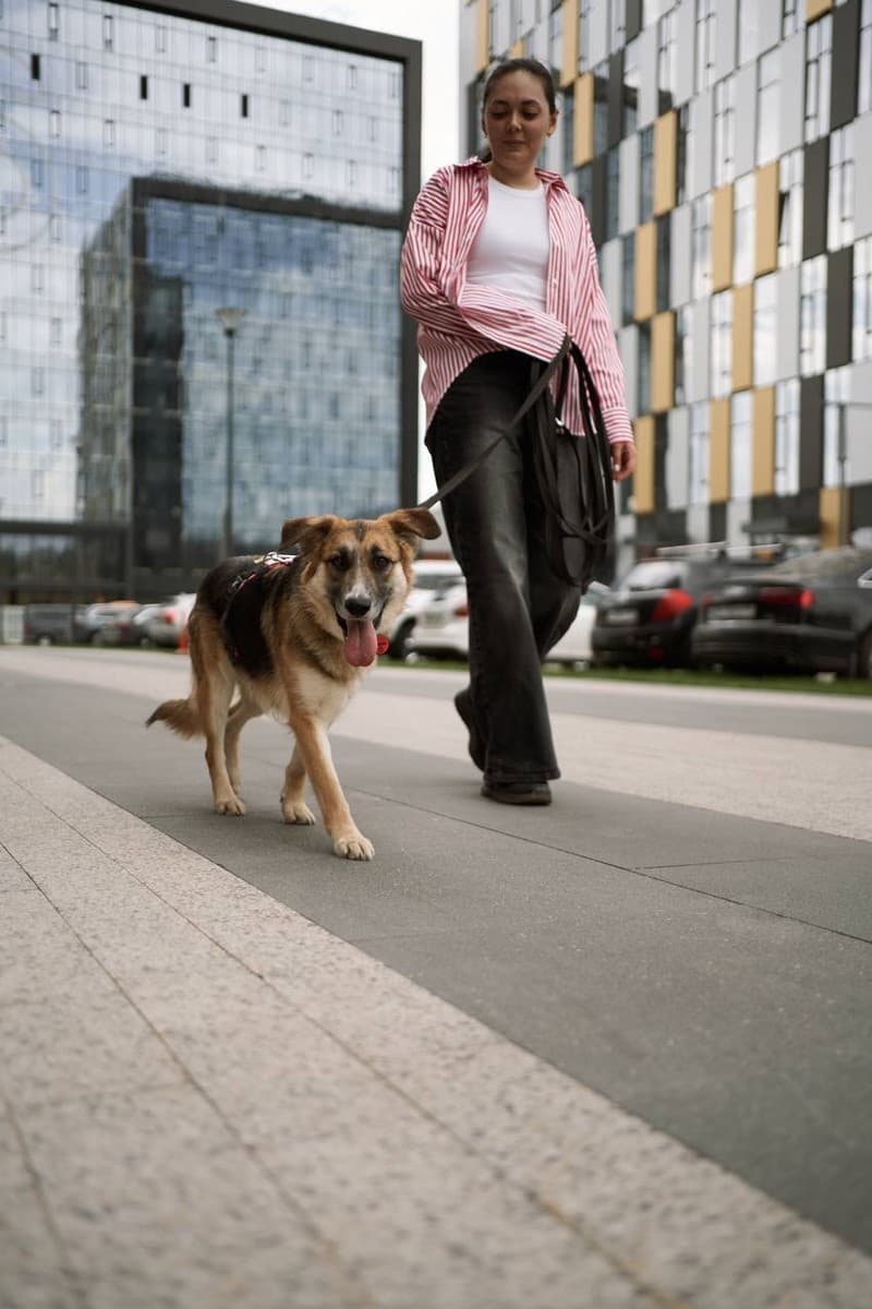 Дина медиа 7