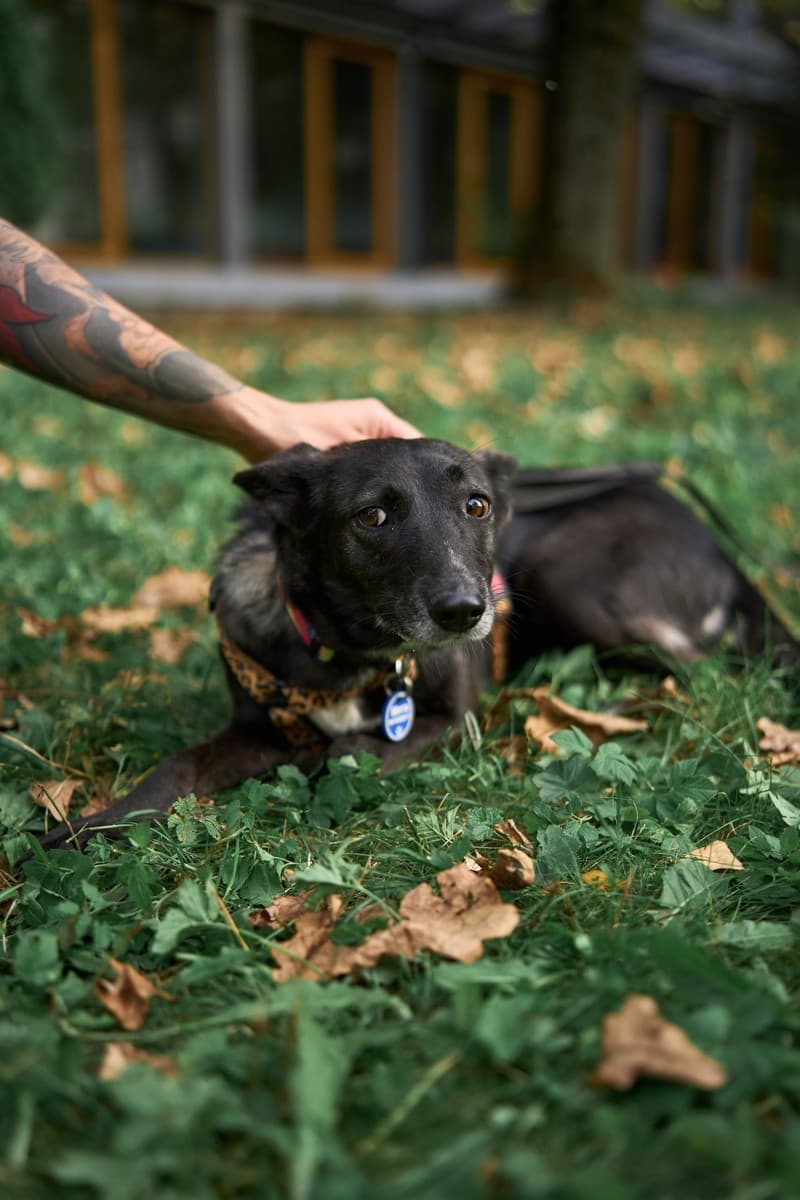 Мятка медиа 4