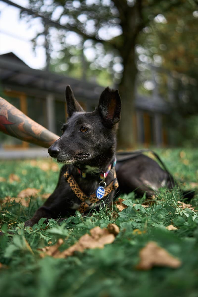 Мятка медиа 6