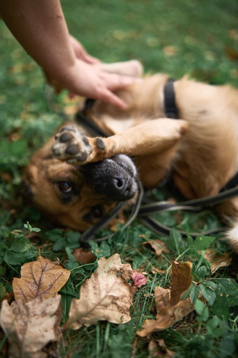 Мэйв медиа 6