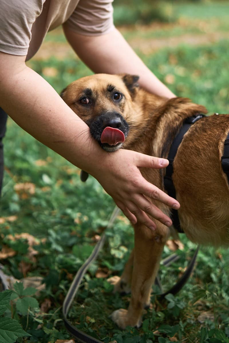 Мэйв медиа 9