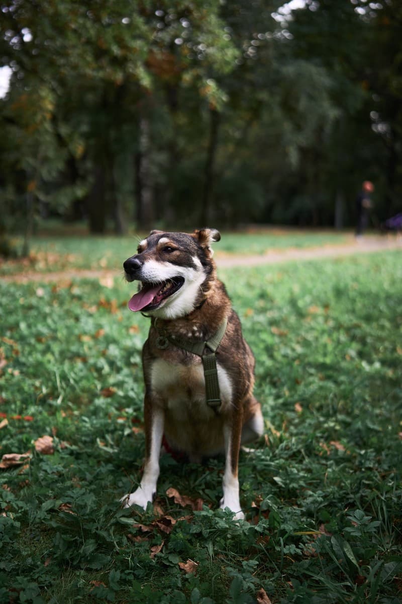 Челси медиа 6