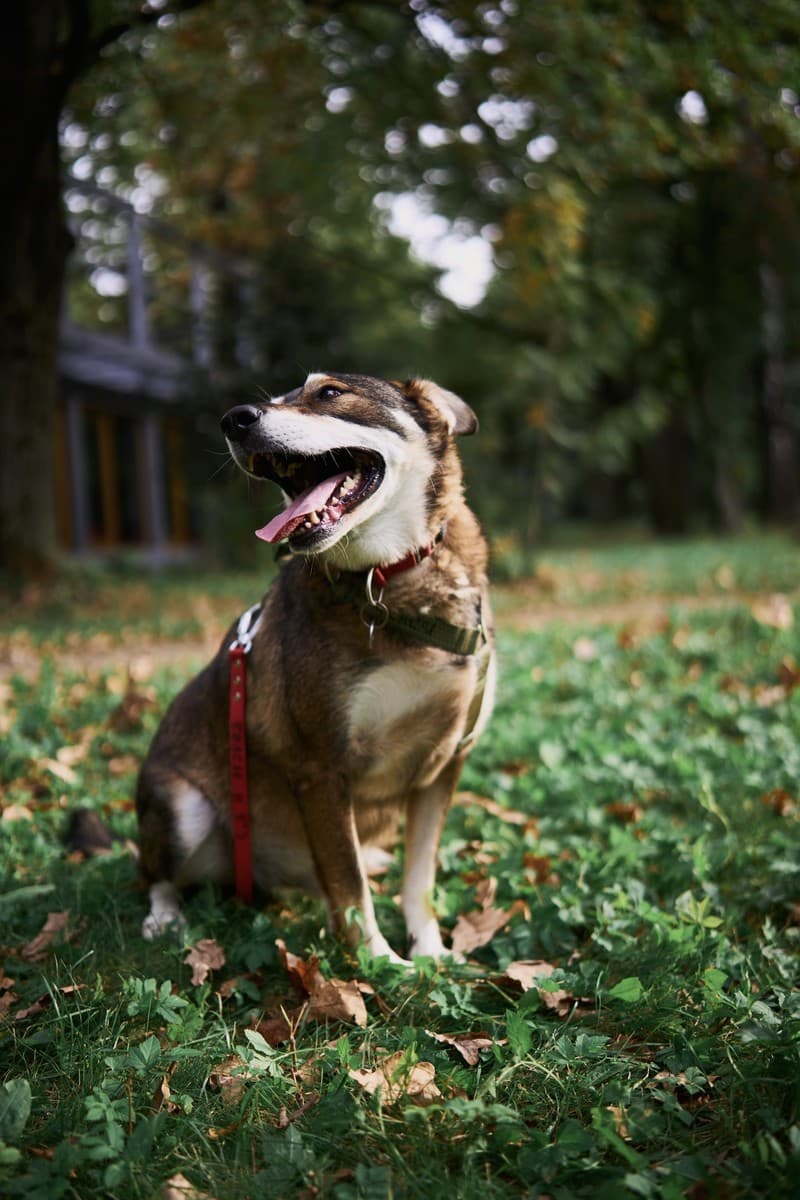 Челси медиа 7