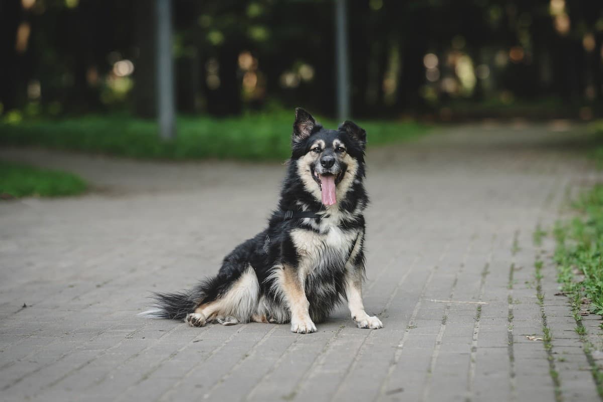 Ленни медиа 2