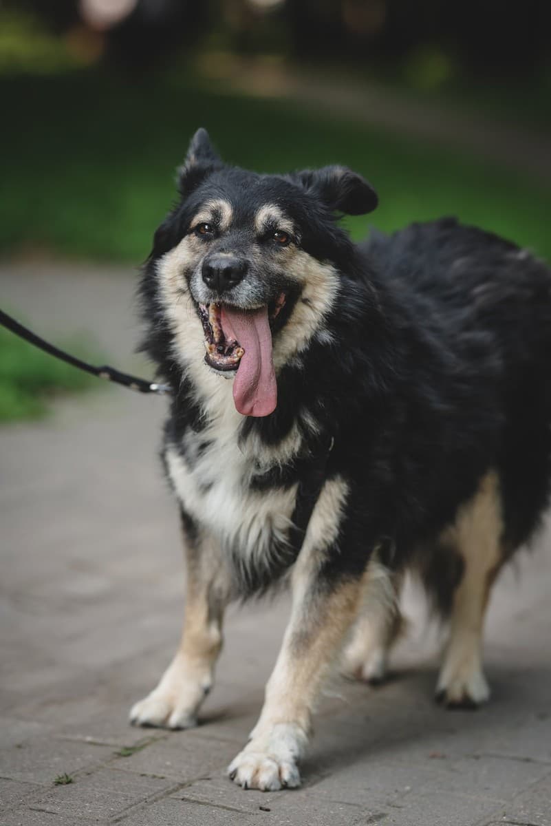 Ленни медиа 4