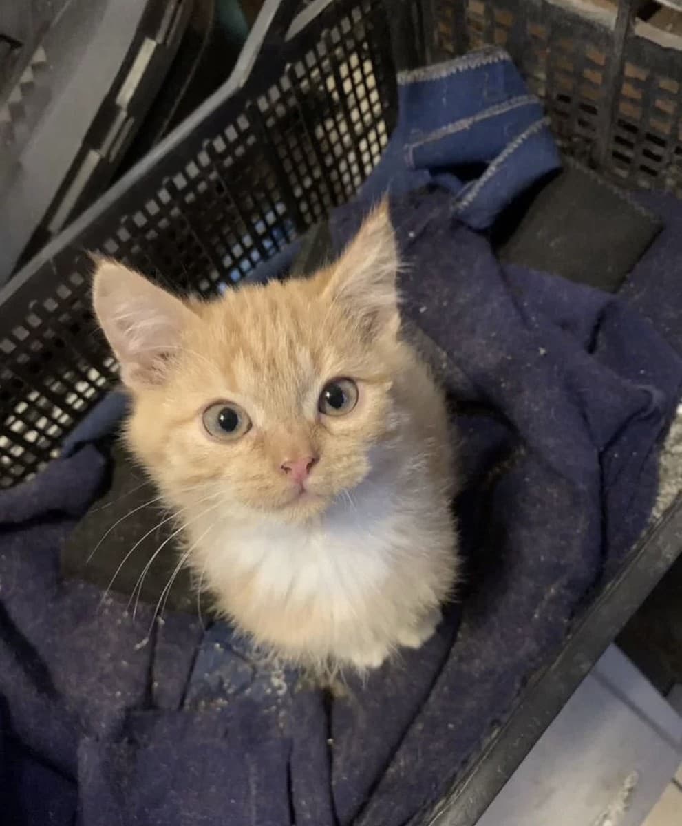 Котята медиа 6