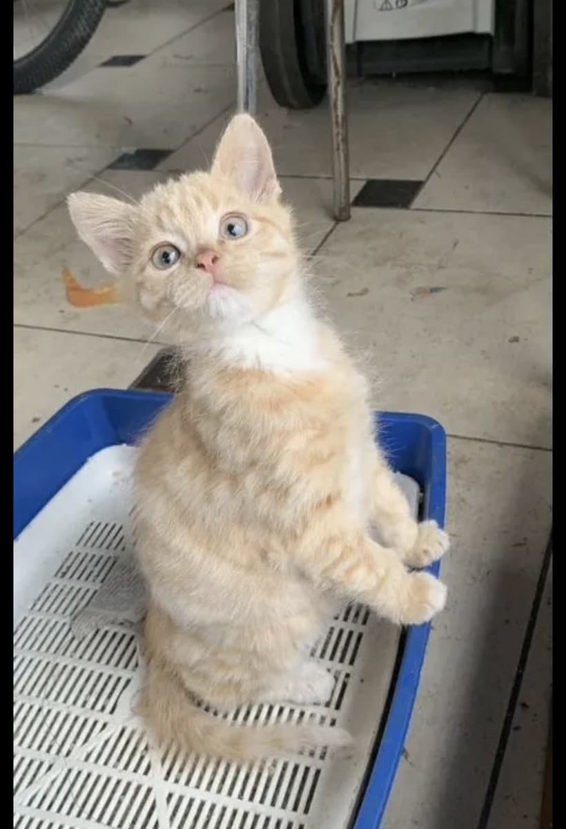 Котята медиа 5