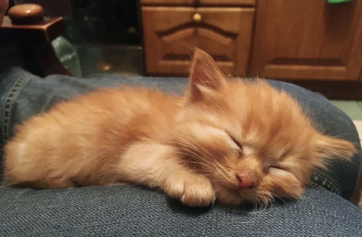 Рыжие котята медиа 3