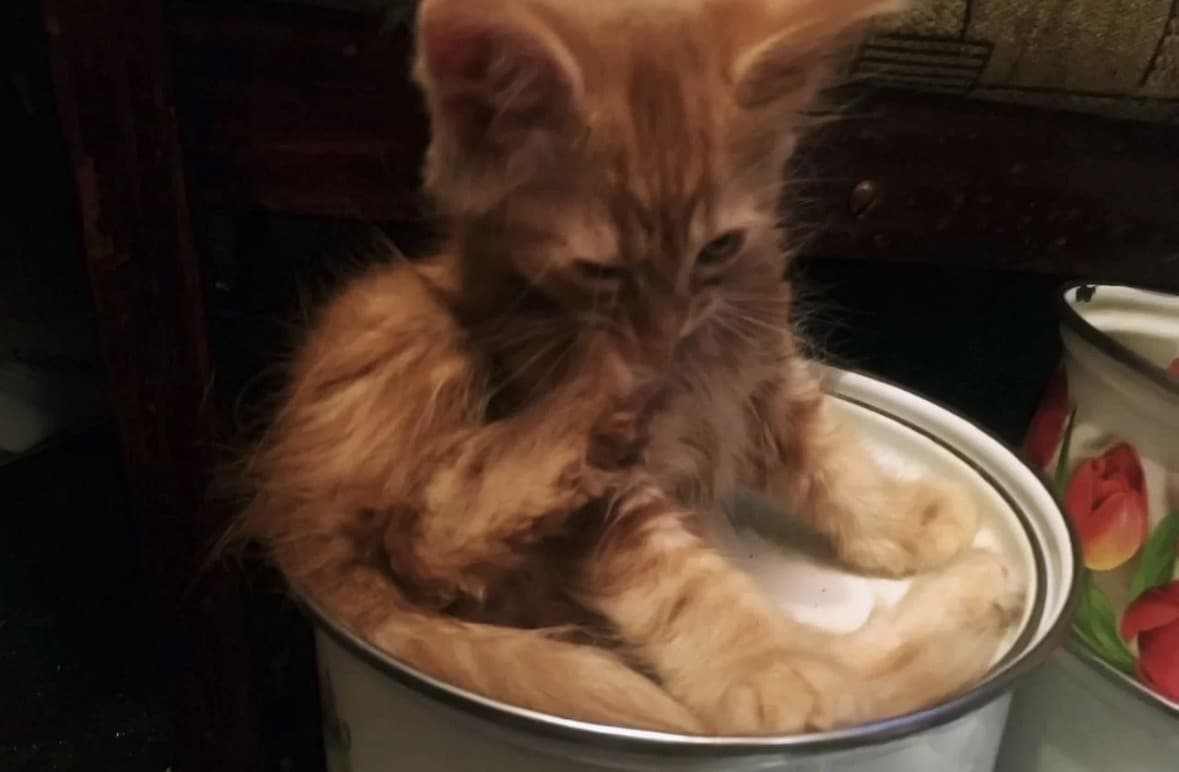 Рыжие котята медиа 2