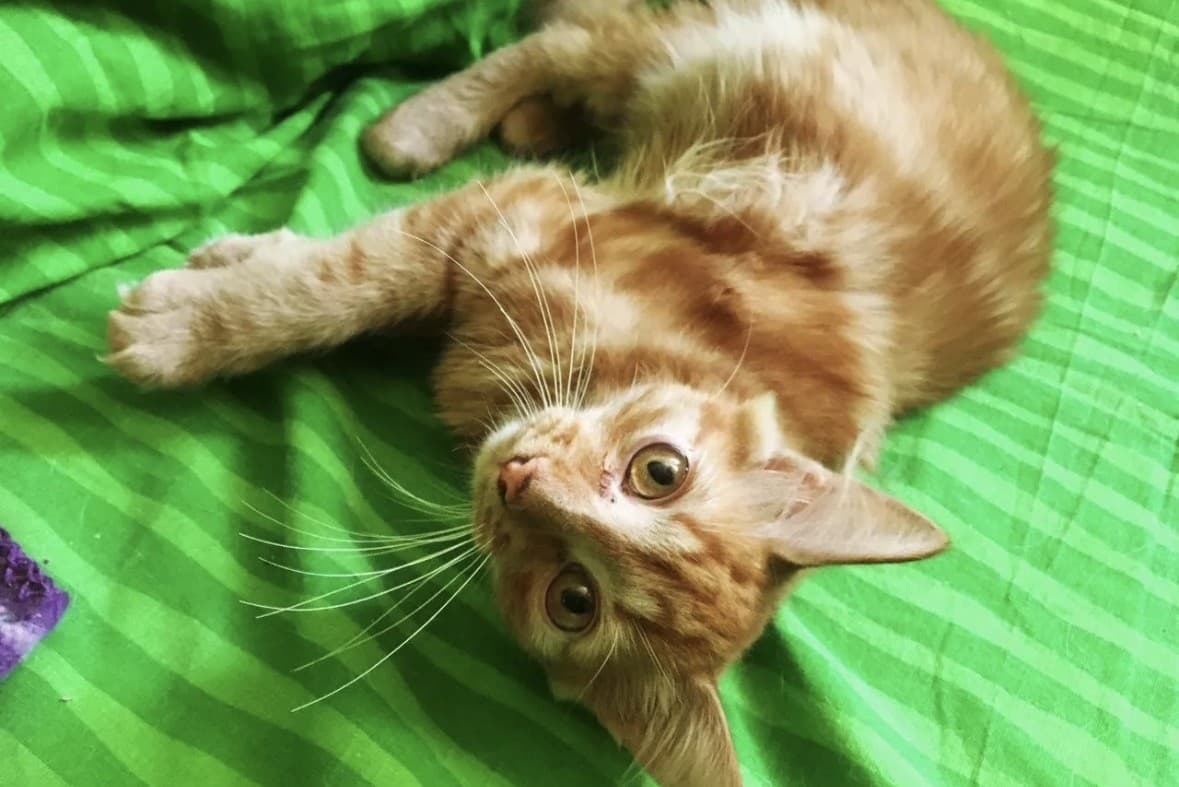 Рыжие котята