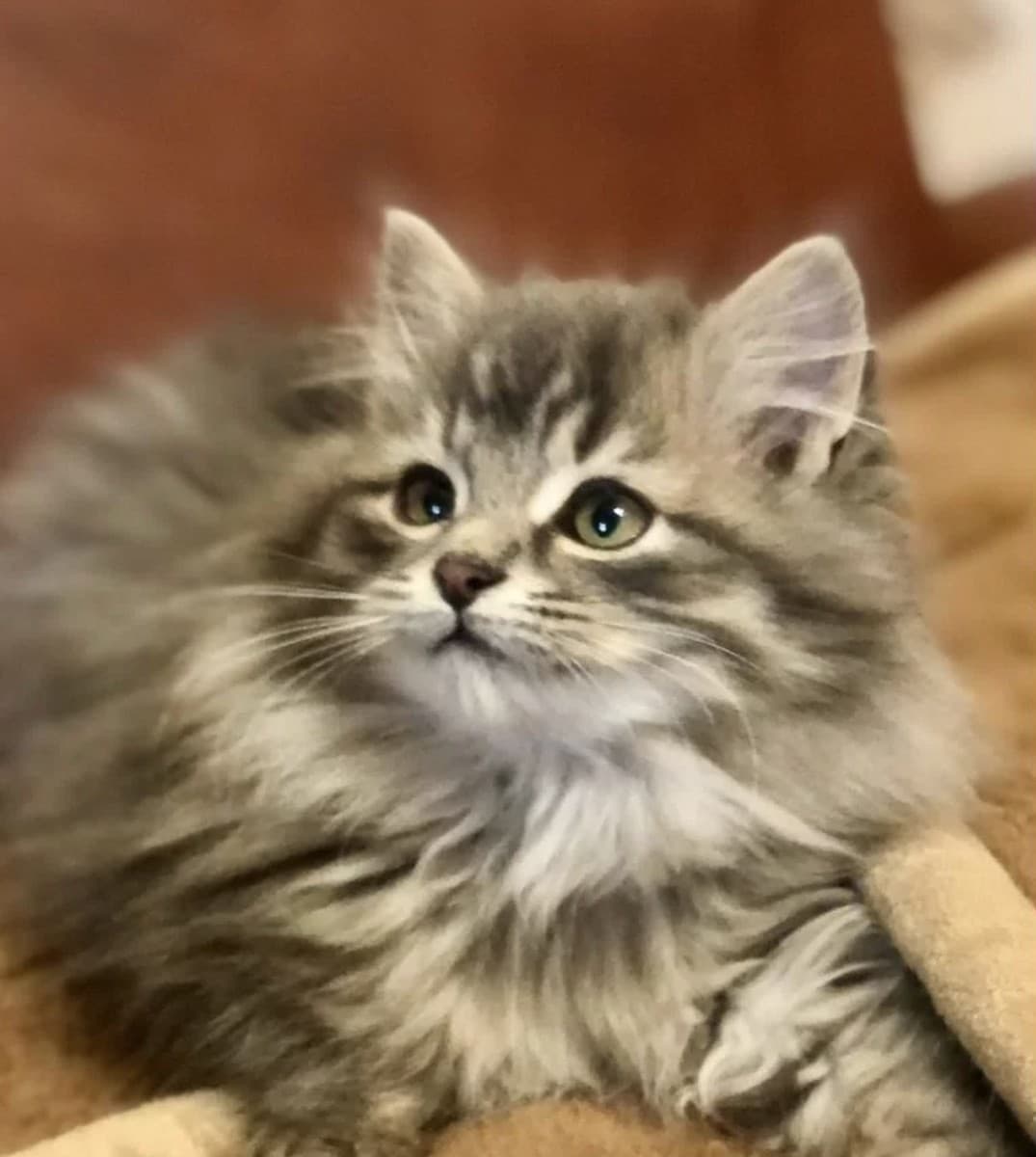 Котята девочки медиа 5