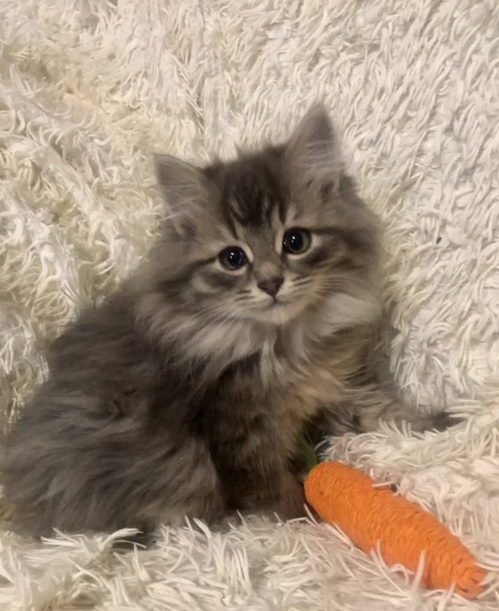 Котята девочки медиа 6