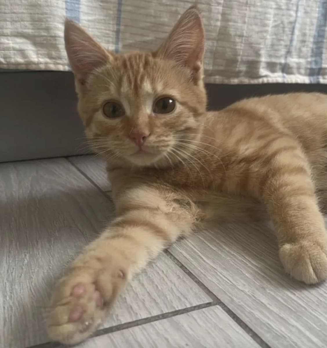 Анфиса медиа 3