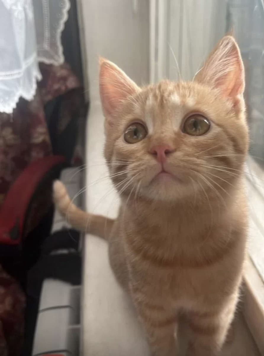 Анфиса медиа 2