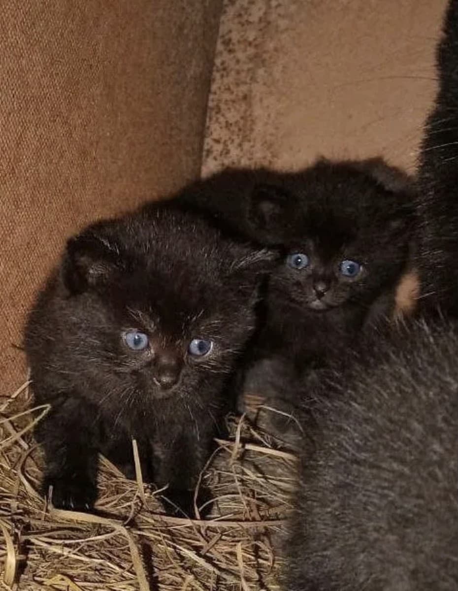 Черные котята