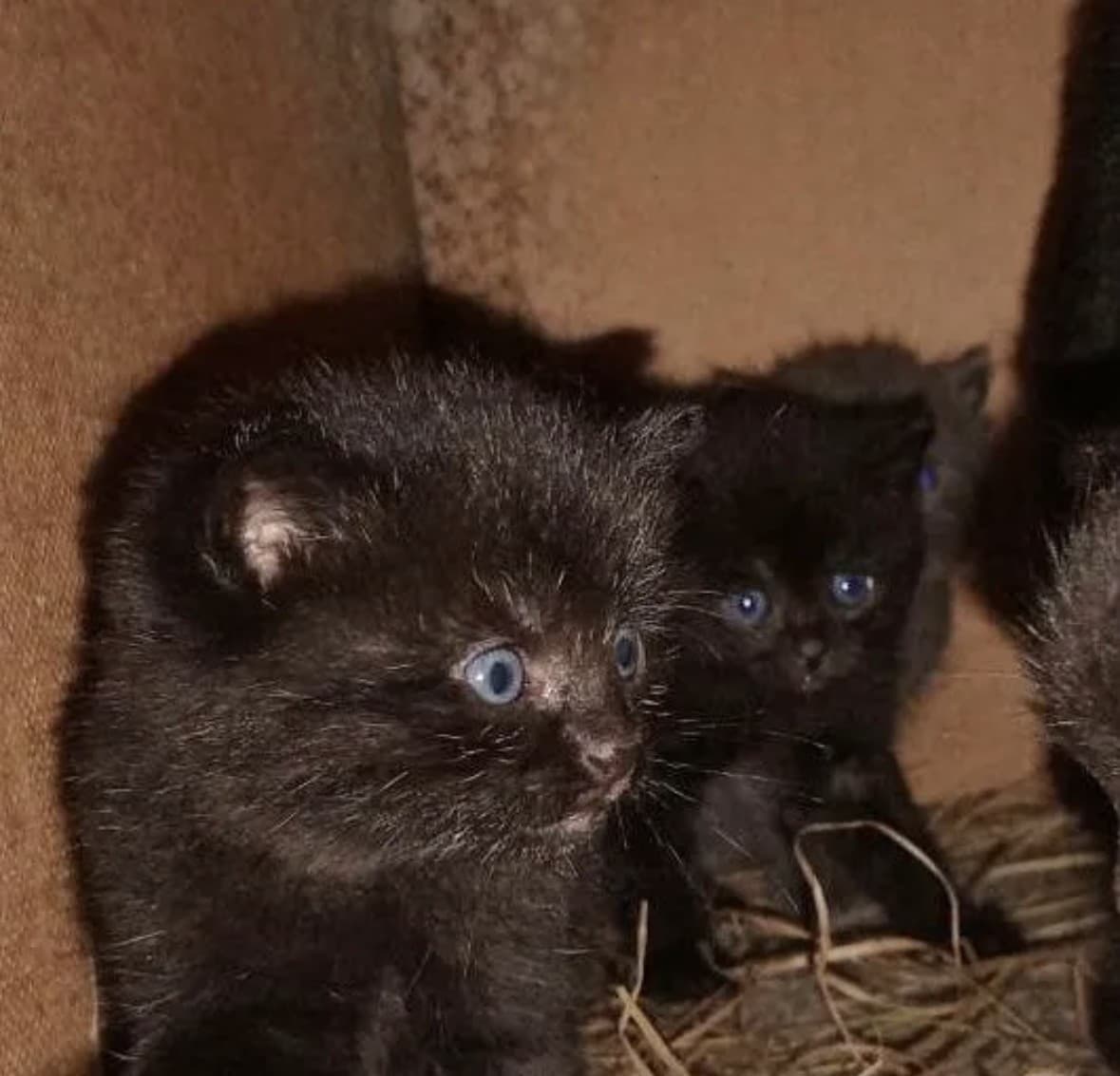 Черные котята медиа 2