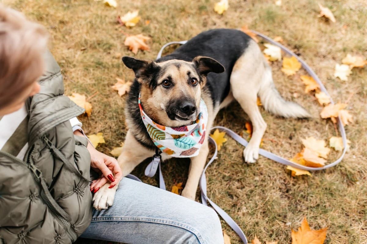 Дэнди медиа 9