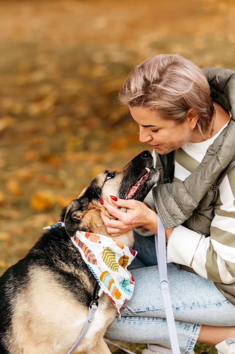 Дэнди медиа 8