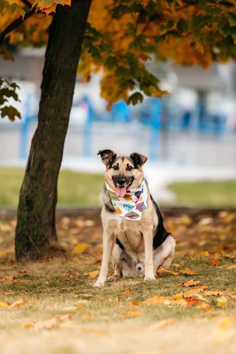 Дэнди медиа 7