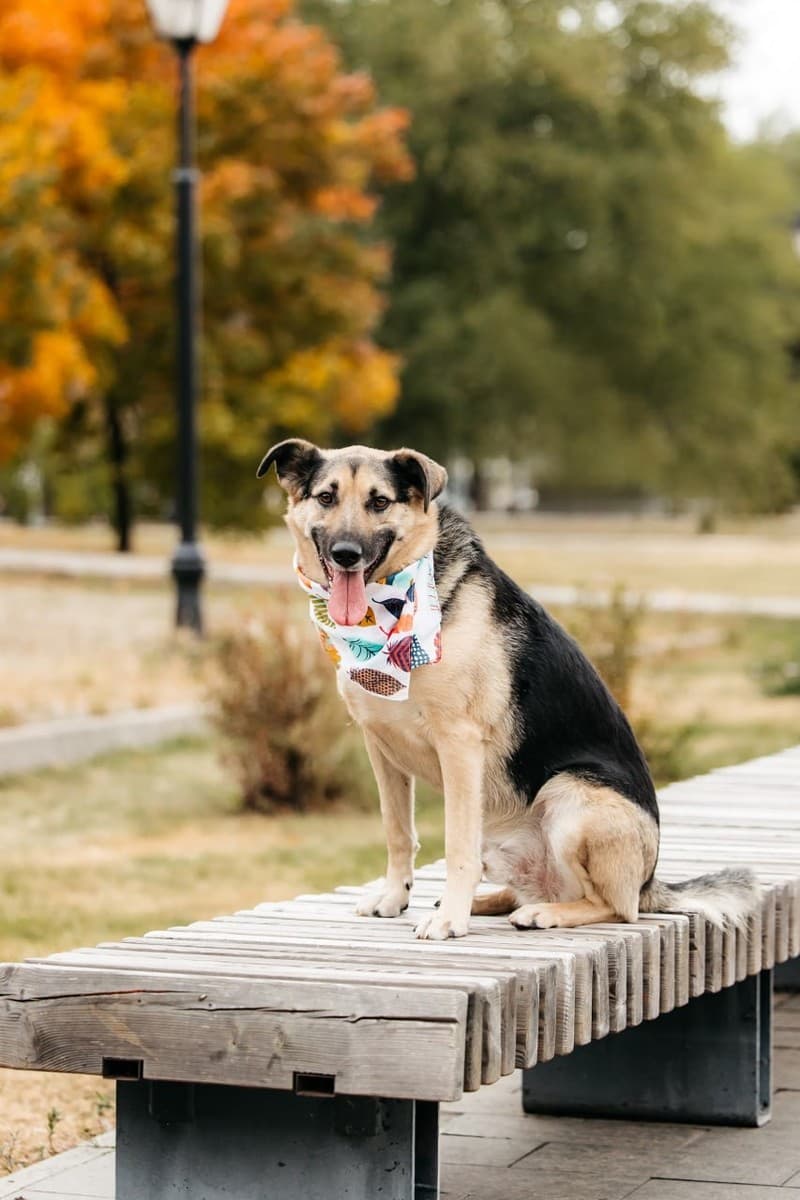 Дэнди медиа 2