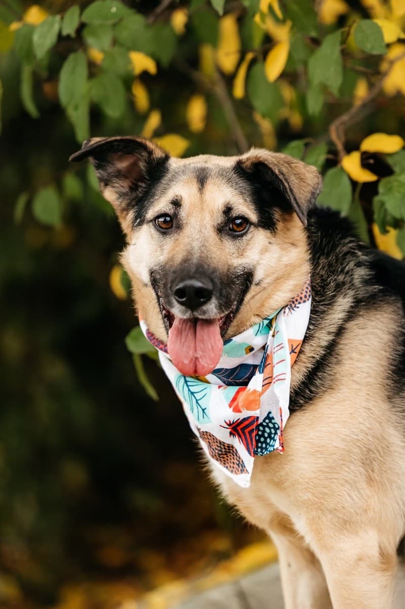 Дэнди медиа 6