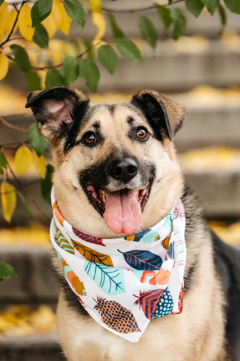 Дэнди медиа 4