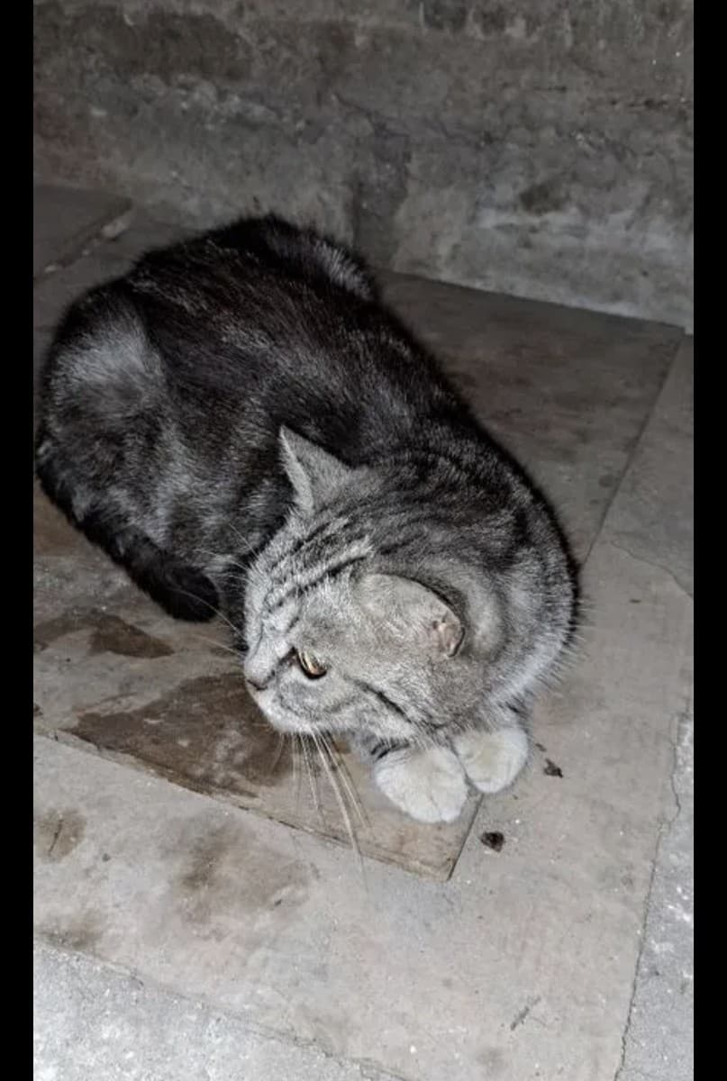 Кошка медиа 2