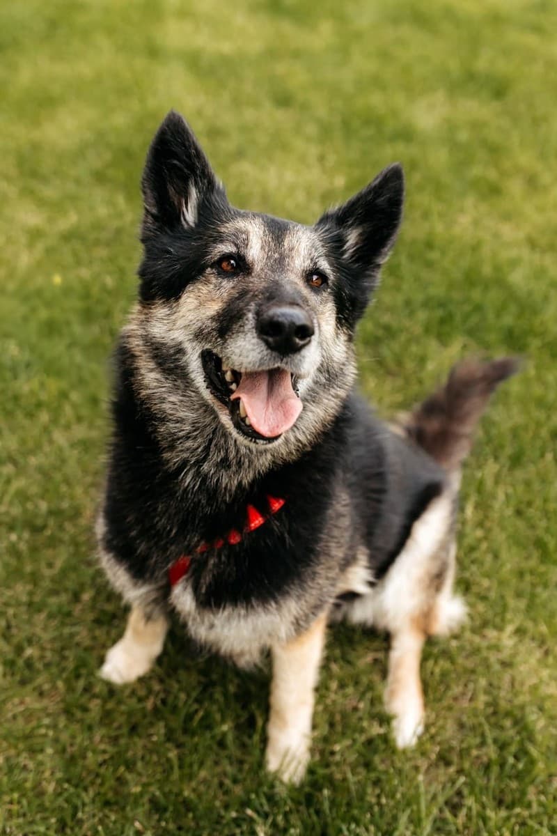 Крис медиа 8