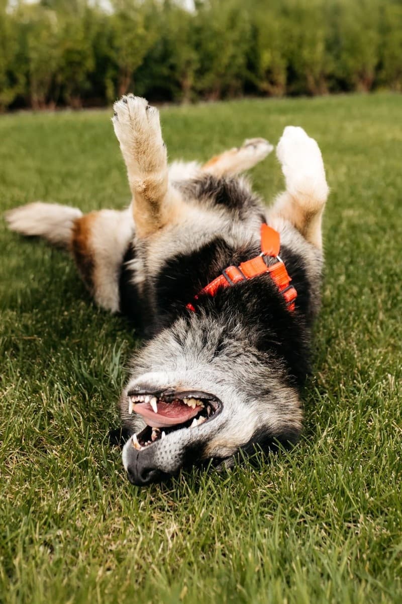 Крис медиа 7