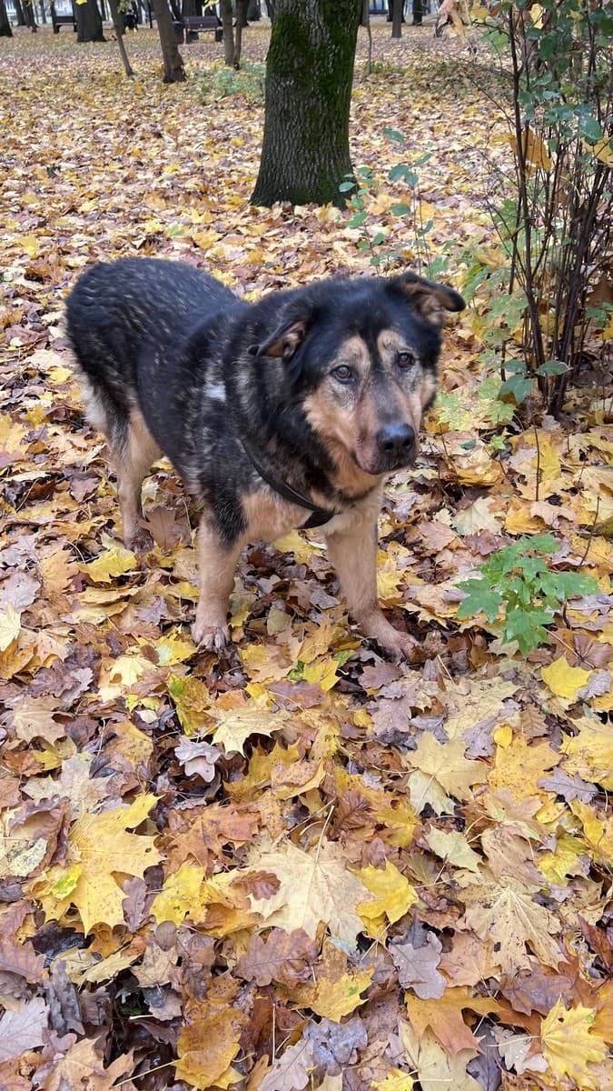 Мухтар медиа 2