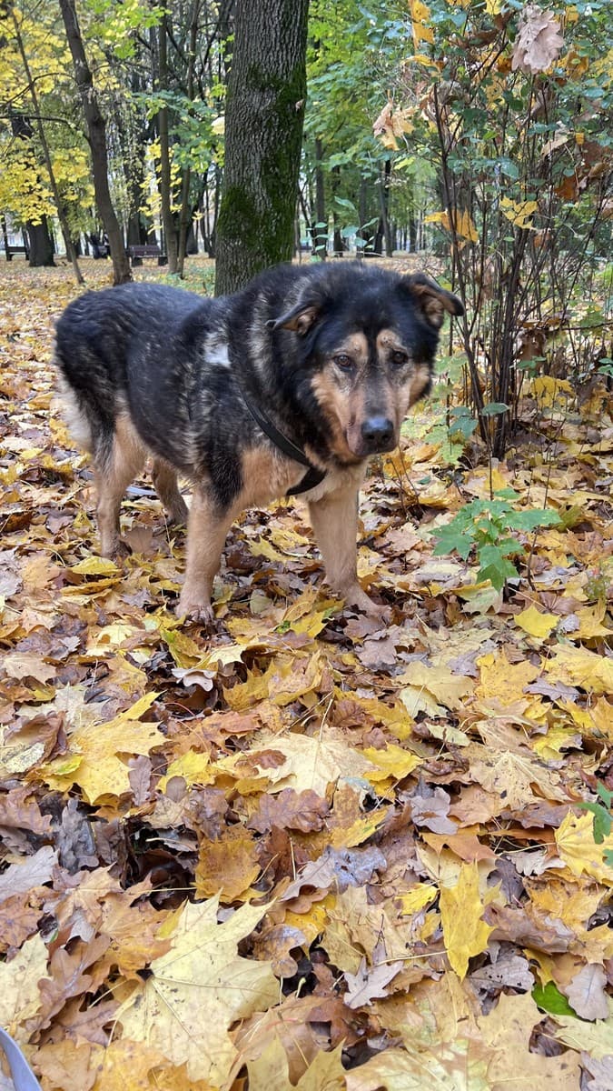 Мухтар медиа 4